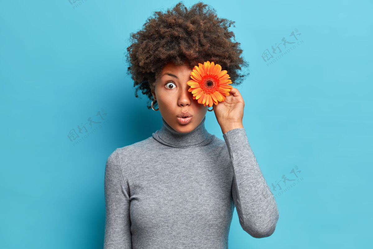 花令人惊讶的非裔美国妇女的水平镜头持有橙色非洲菊在眼睛盯着与窃听的眼睛像花穿着休闲灰色高领套头衫隔离在蓝色的墙壁惊喜头发模特