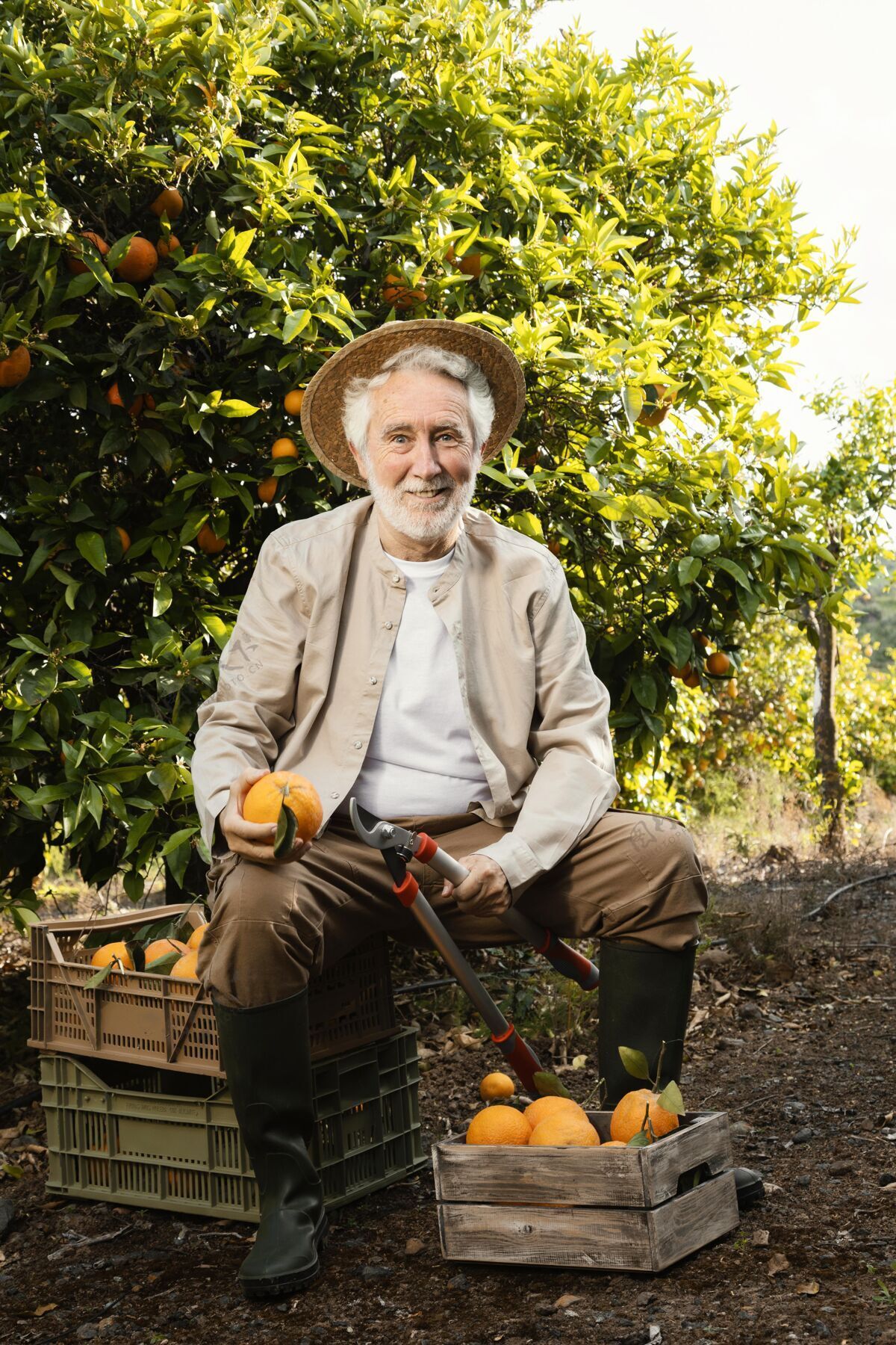 农业拿着新鲜橙子的老人柑橘种植园树木