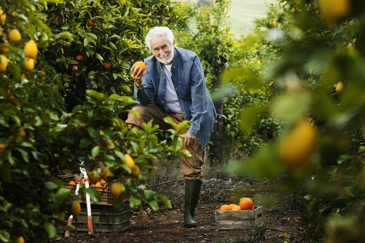 人老人站在他的橘子树旁边柑橘新鲜自然