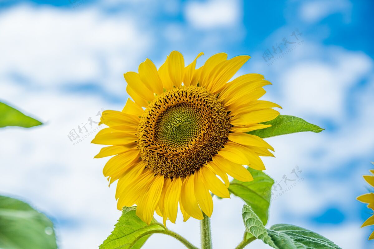 花特写镜头一个美丽的向日葵与蓝天的背景背景开花生长