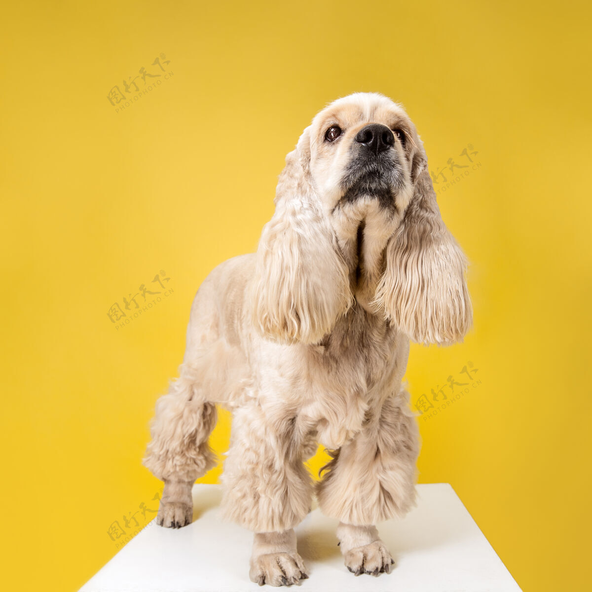 球等等我 人类美国猎犬小狗可爱的毛茸茸的小狗或宠物是坐在黄色背景孤立工作室照片负空间插入您的文字或图像动物狗有趣