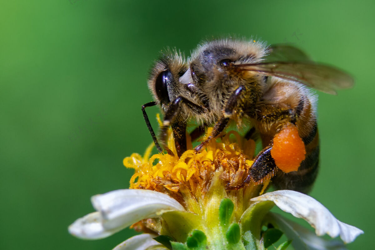花蜜蜂在花上的特写镜头花蜜蜂花粉