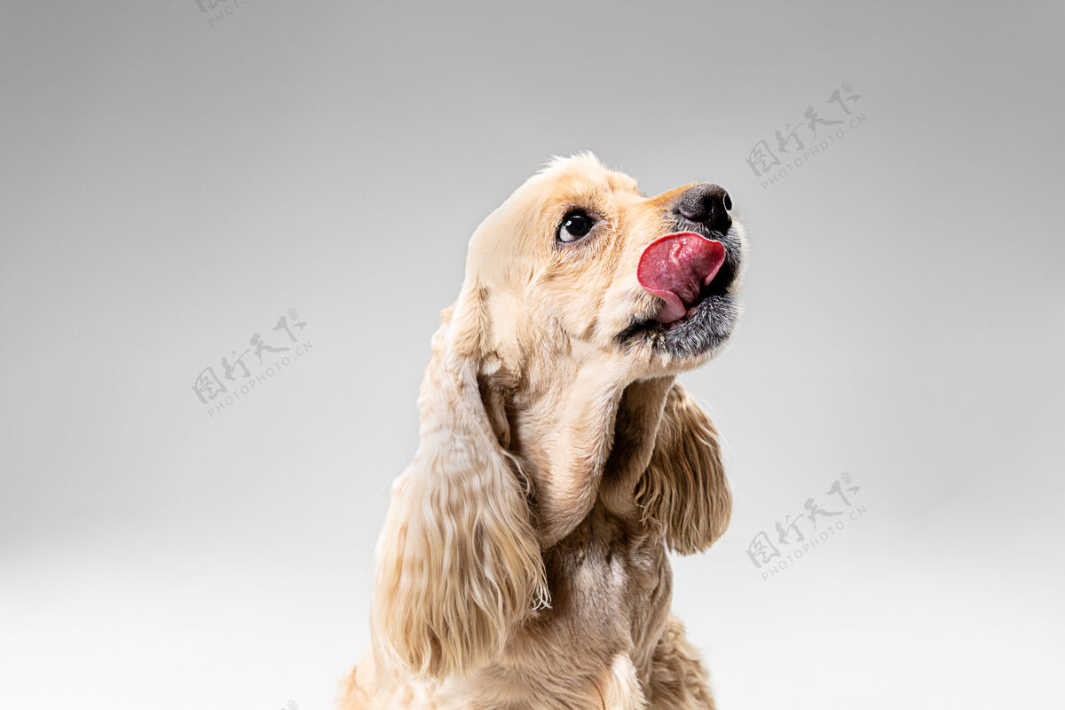 血统美国猎犬小狗可爱的毛茸茸的小狗或宠物的肖像是在灰色背景上玩孤立工作室照片负空间插入您的文字或图像狗毛皮狗