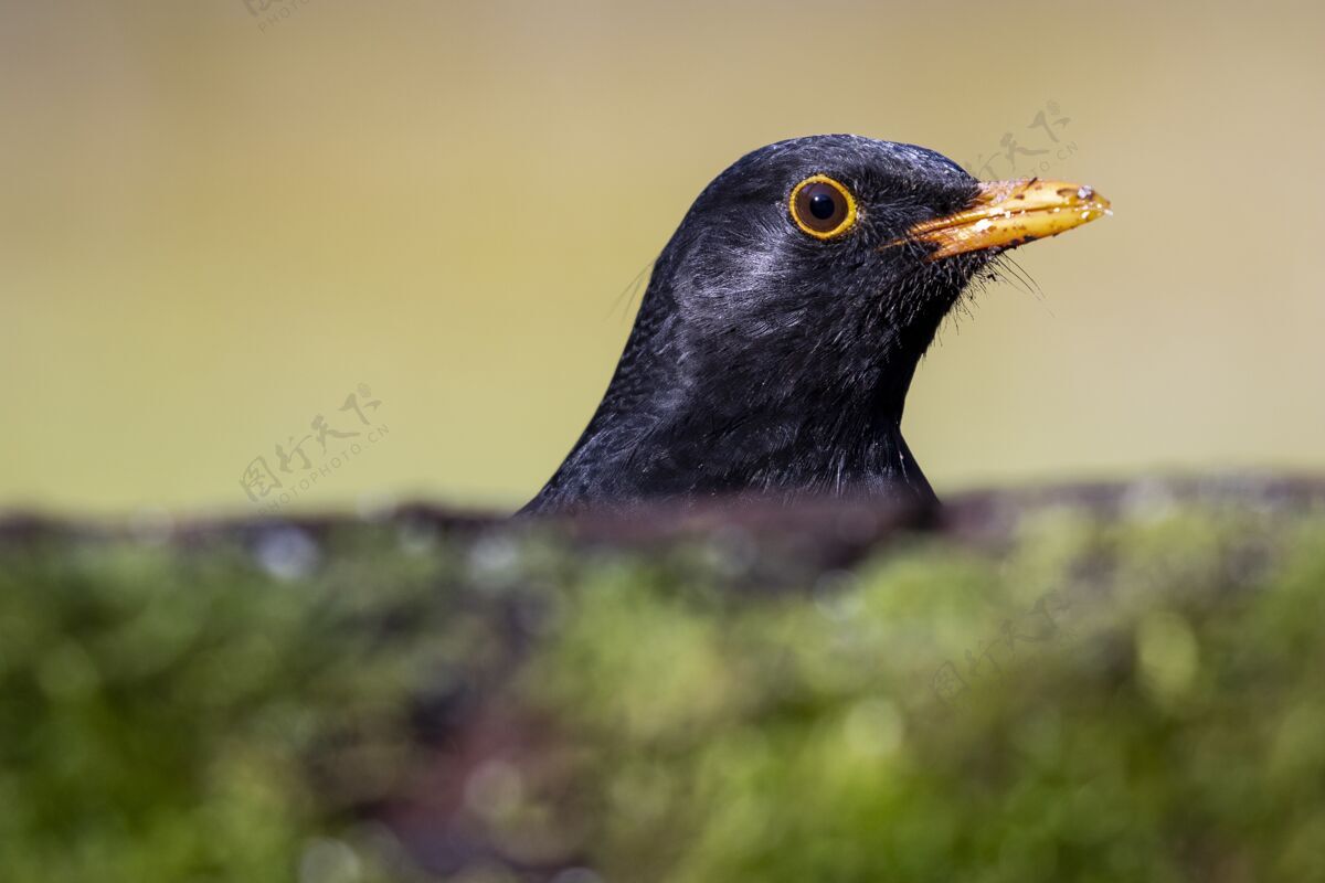 野生动物森林里田野里一只黑鸟的特写镜头肖像鸟羽毛