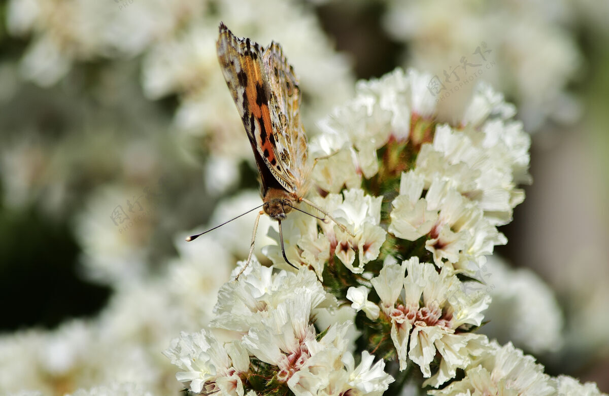 开花瓦妮莎·卡杜伊蝴蝶在静止的花朵上采集花粉的选择性聚焦镜头充满活力特写明亮