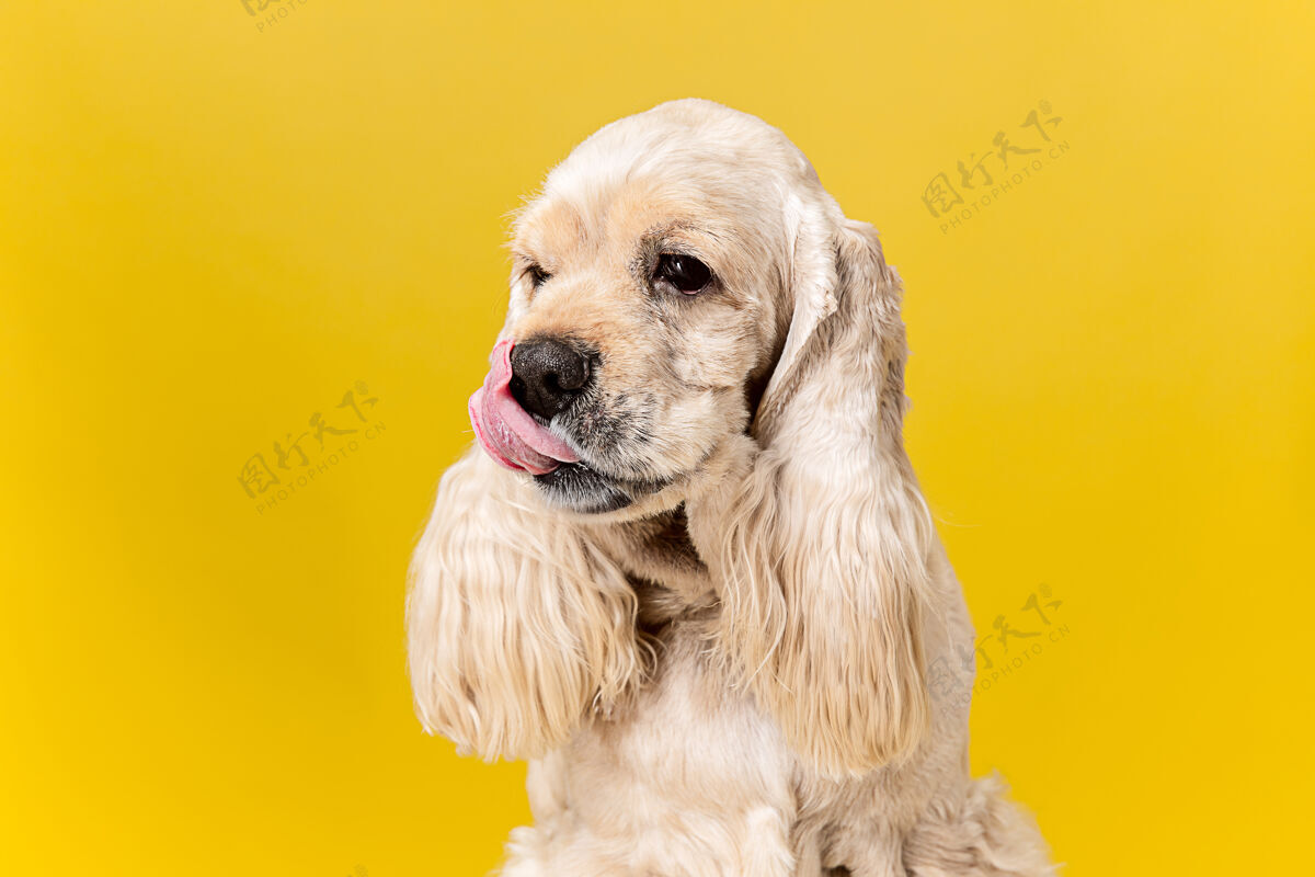 毛茸茸的在Thinkings.americanspanielpuppy.可爱的毛茸茸的小狗或宠物被隔离地坐在黄色背景上摄影棚photoshot.negativespace插入您的文字或图像年轻梳理坐着