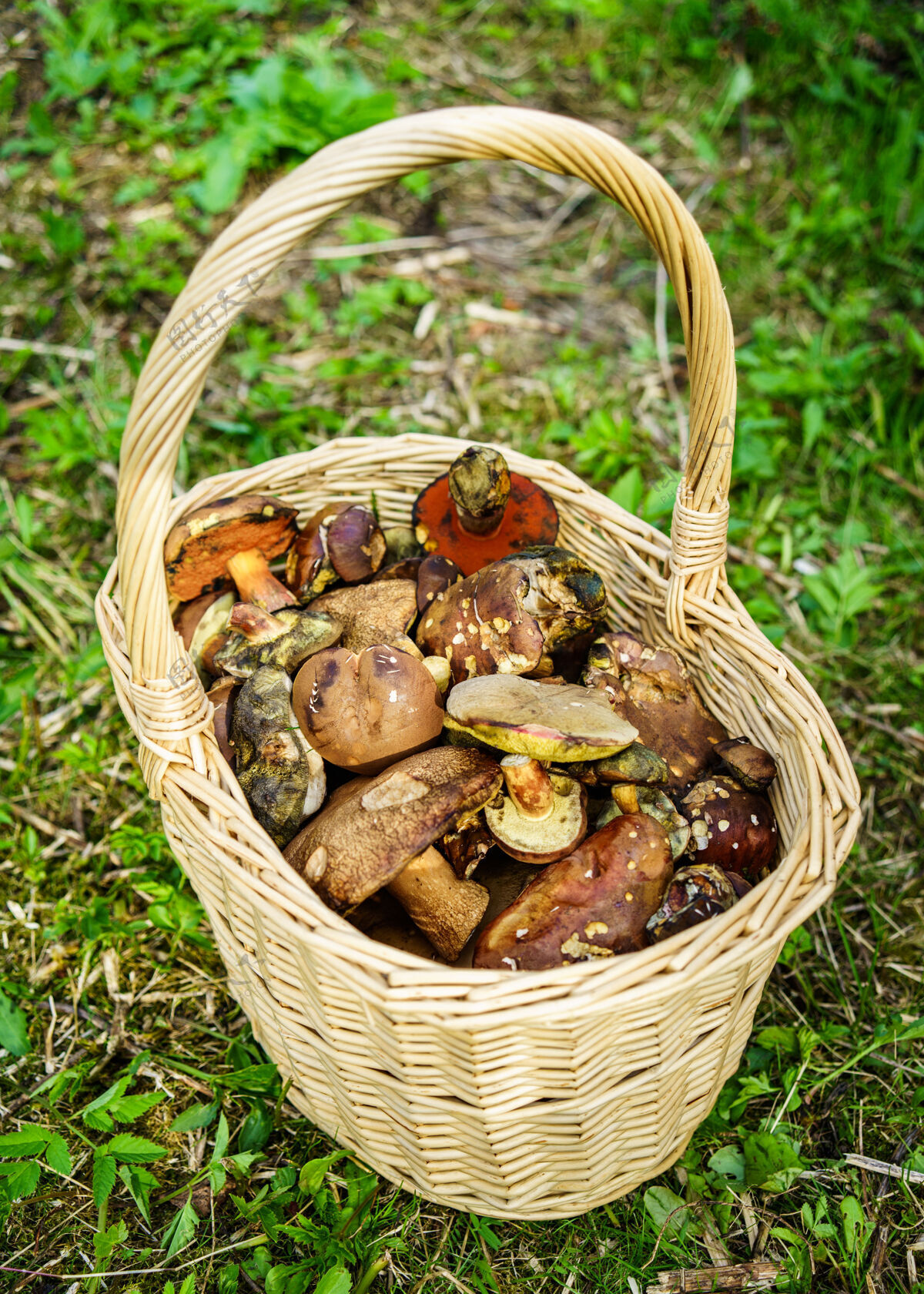 蔬菜一篮子新鲜采来的蘑菇配料种类很多