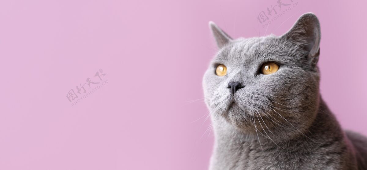 猫灰色的猫咪 身后有一面单色的墙猫姿势皮毛