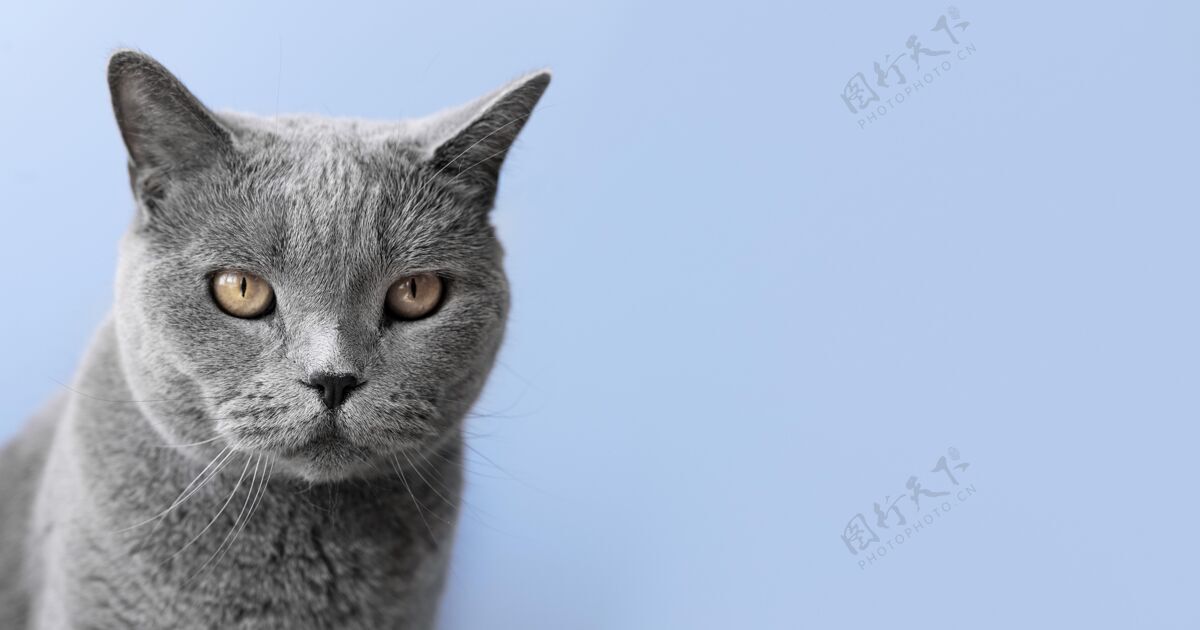 猫灰色的小猫 后面是单色的墙毛茸茸的爱动物