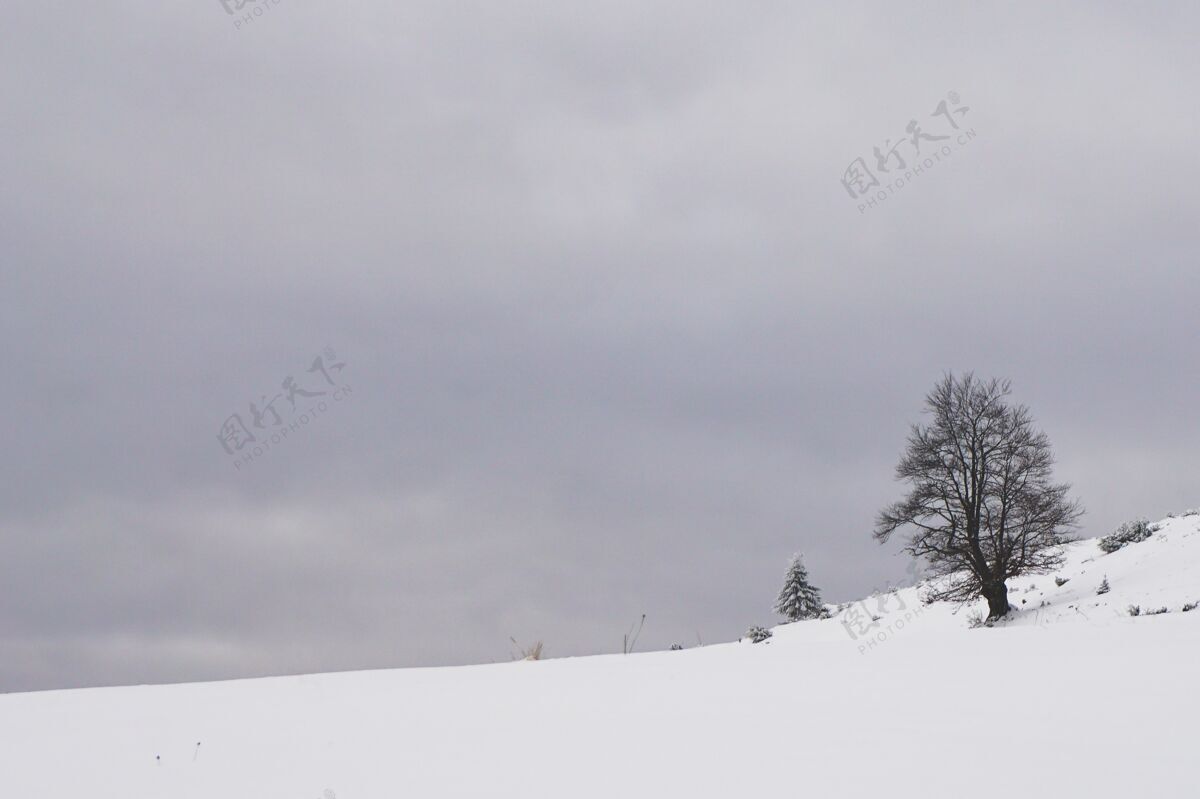 霜冻在罗马尼亚特兰西瓦尼亚的芬达塔 有着无叶树木的多雪的乡村地区无叶特兰西瓦尼亚自然