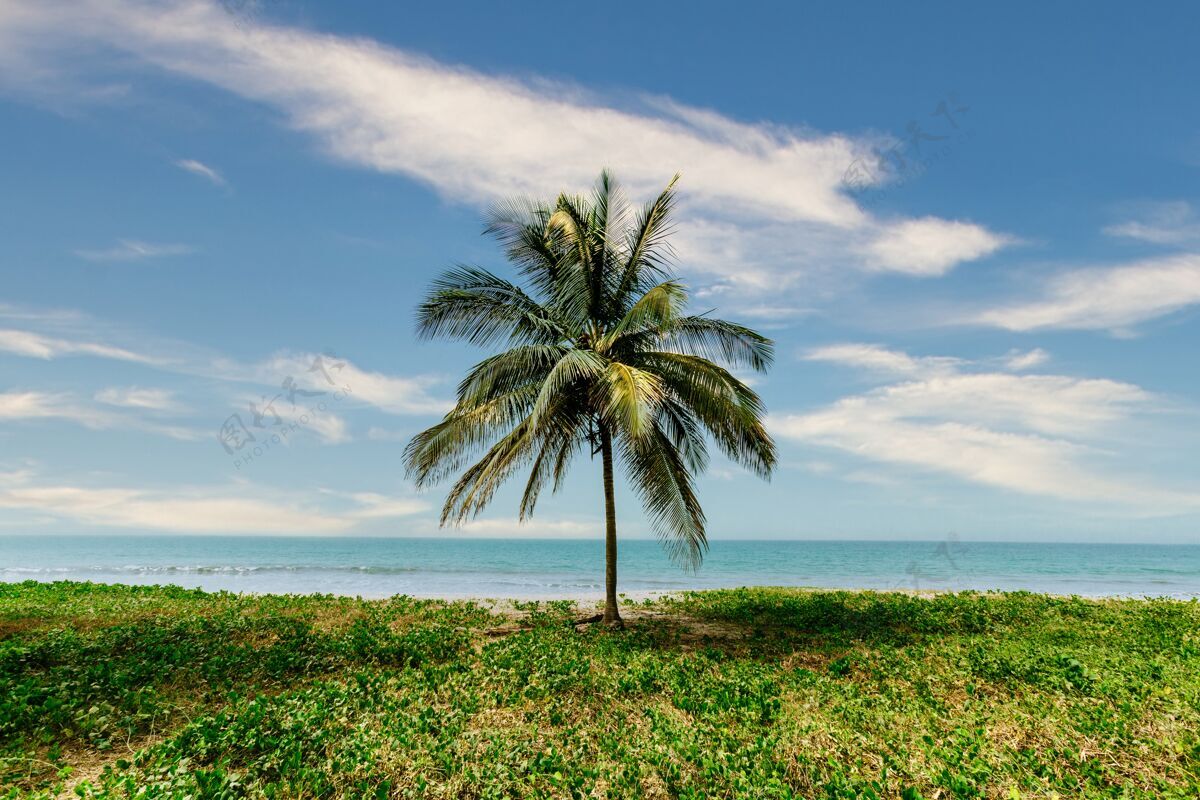 海岸美丽的棕榈树在绿树丛中 海面上有平静的大海沙滩海岸线水