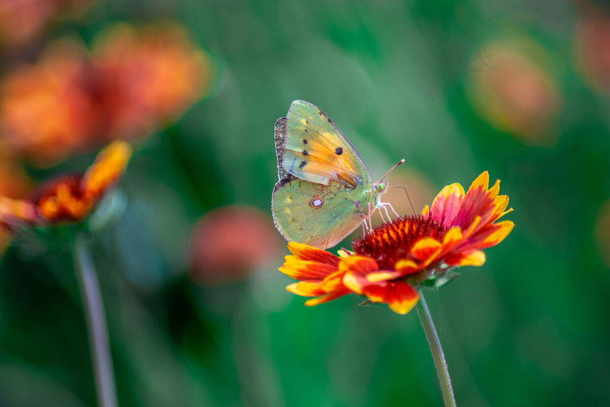 开花特写镜头一只蝴蝶在一朵美丽的红花上迷离新鲜叶花