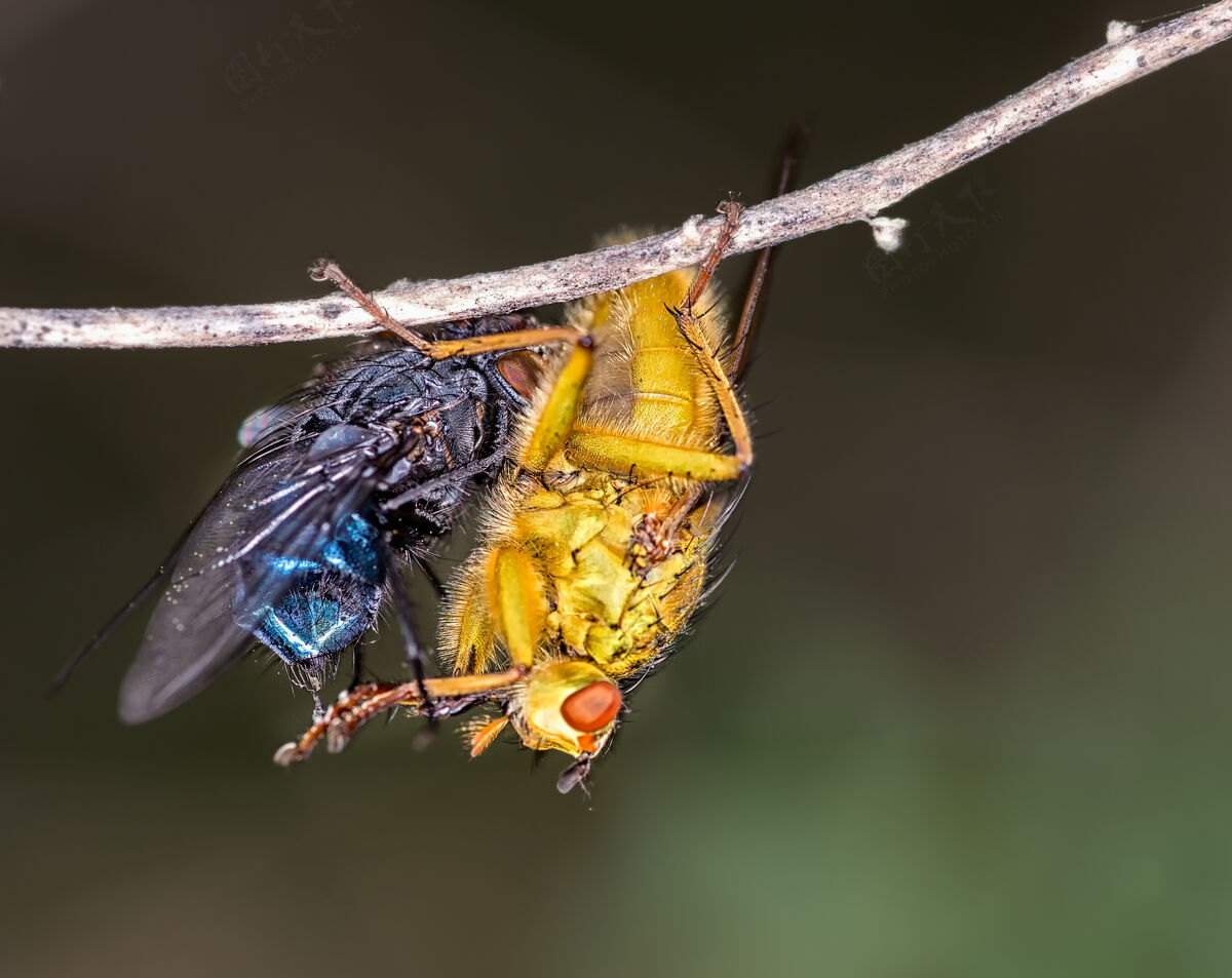 光树枝上苍蝇的宏观照片昆虫苍蝇配偶