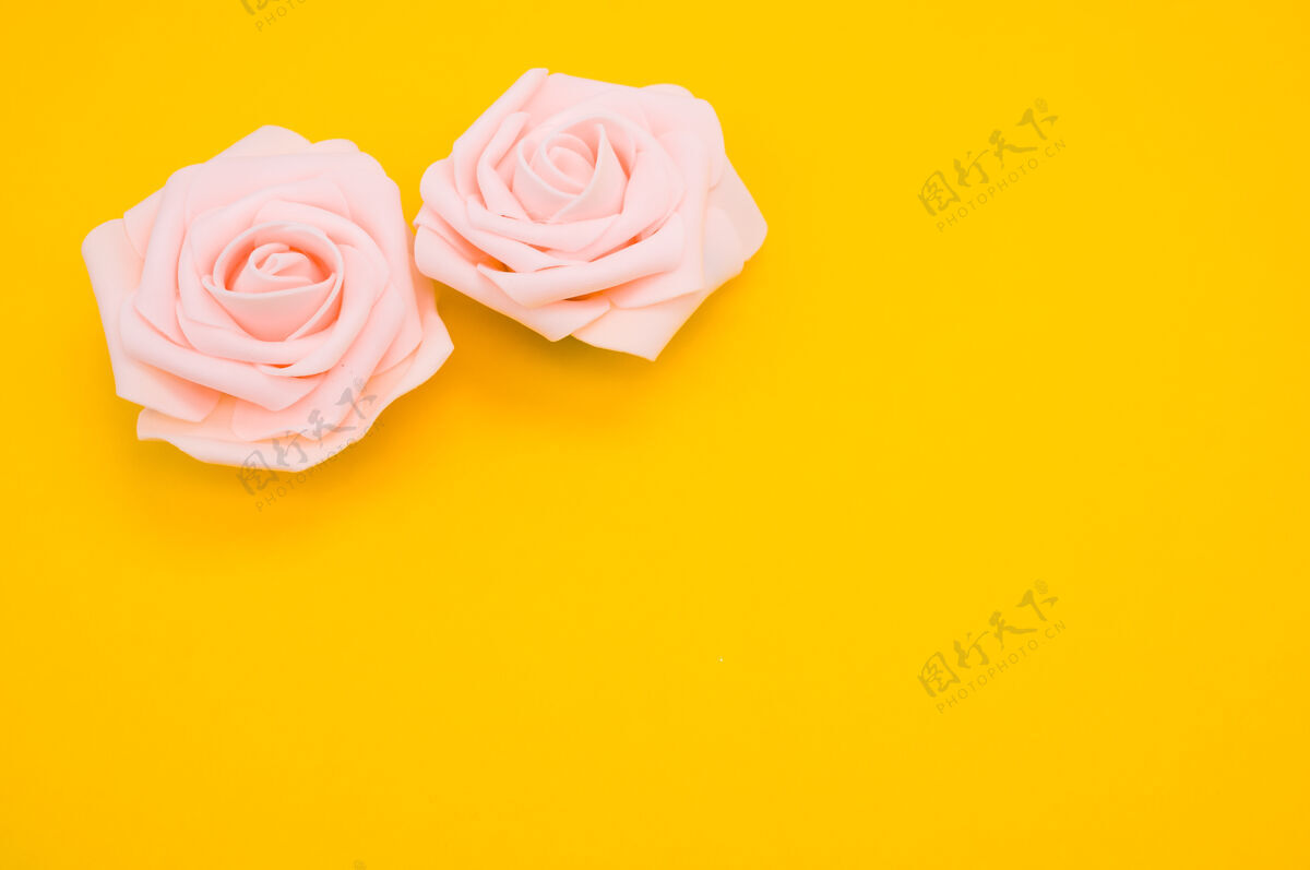 花瓣两朵粉红玫瑰的特写镜头被隔离在黄色背景上 并留有复制空间自然绽放花