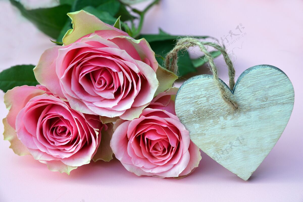 花蕾粉红色玫瑰的特写照片 心形木制装饰开花自然礼物