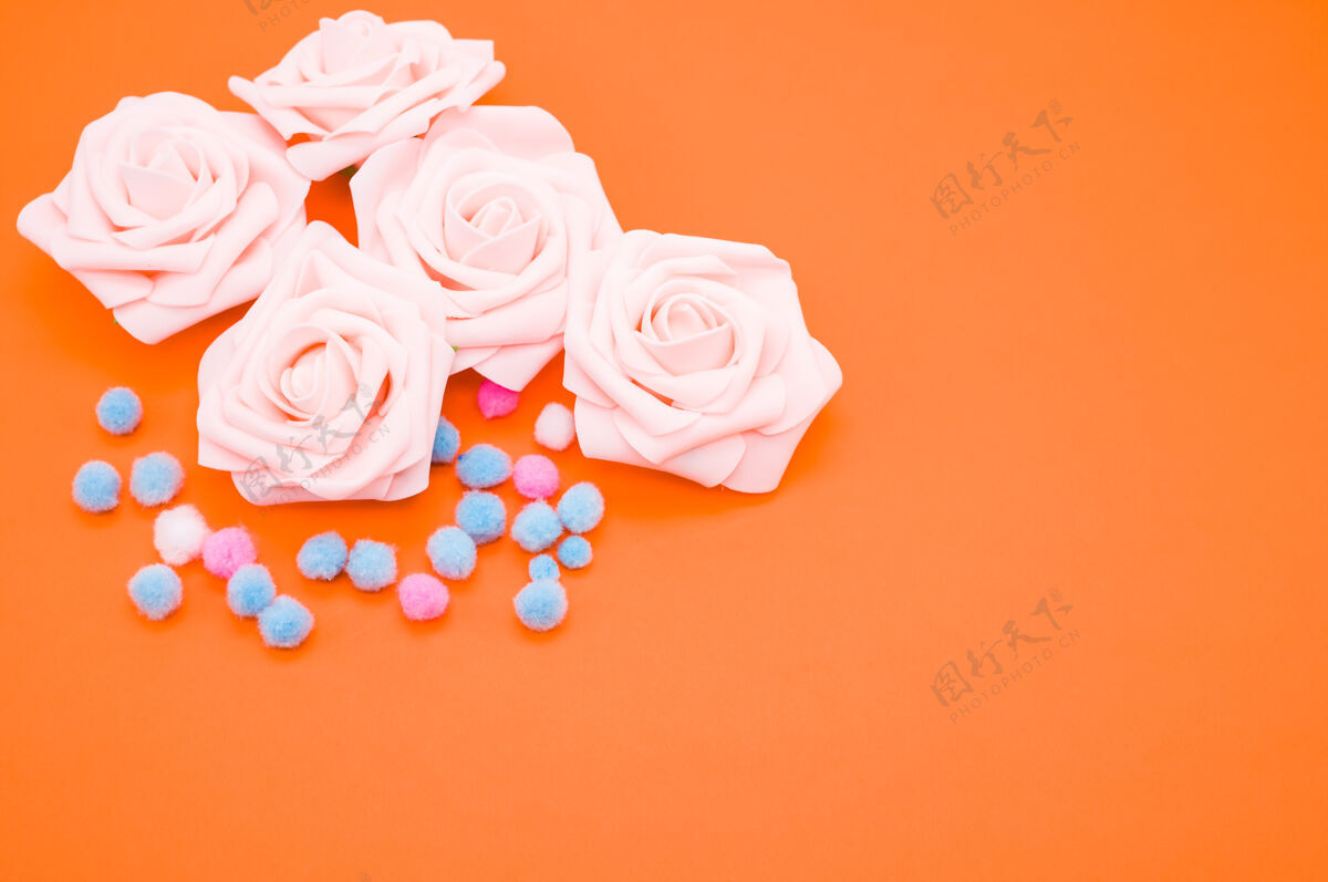 花粉红玫瑰和橙色背景上孤立的彩色蓬蓬的特写镜头花玫瑰蓬蓬