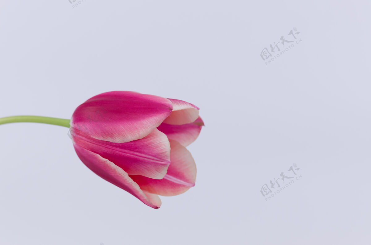 郁金香一个粉红色郁金香花的特写隔离在白色背景与空间为您的文字空白粉红色茎