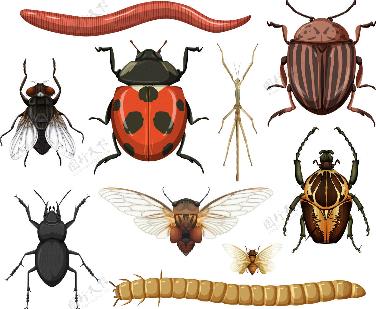 动物不同的昆虫收集隔离在白色背景上空收集蜘蛛