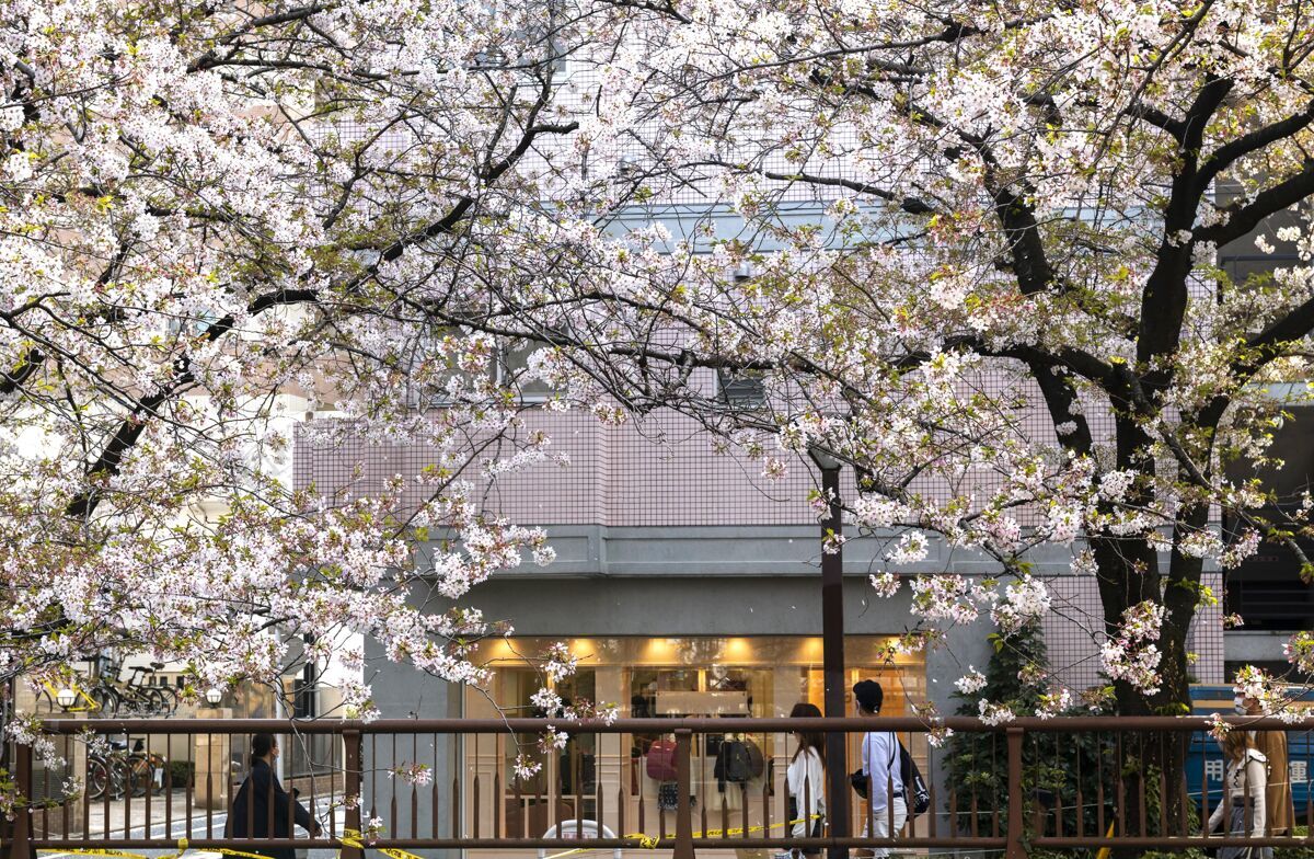 开花桃树在日本开花桃花花桃花