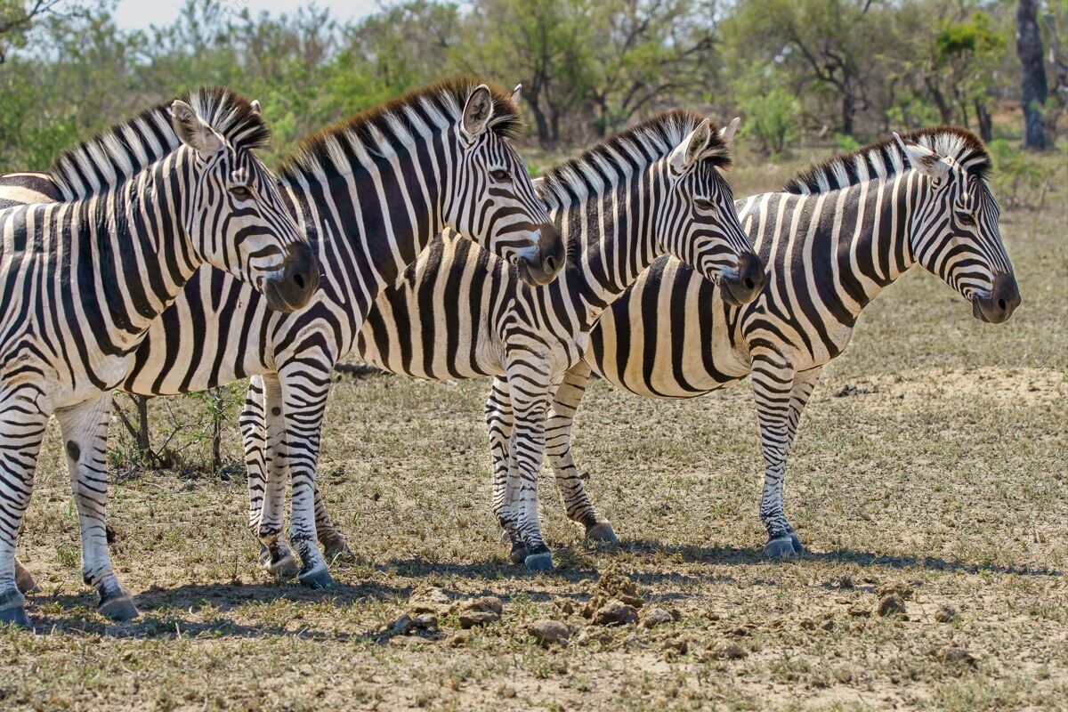 动物四只成年斑马站在一起的特写镜头斑马动物荒野