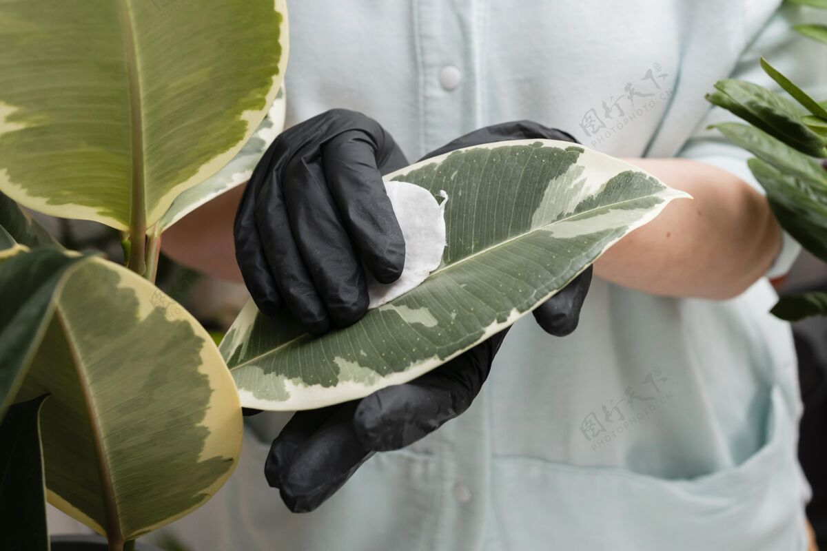 叶子近距离种植植物的女人叶子生长花园