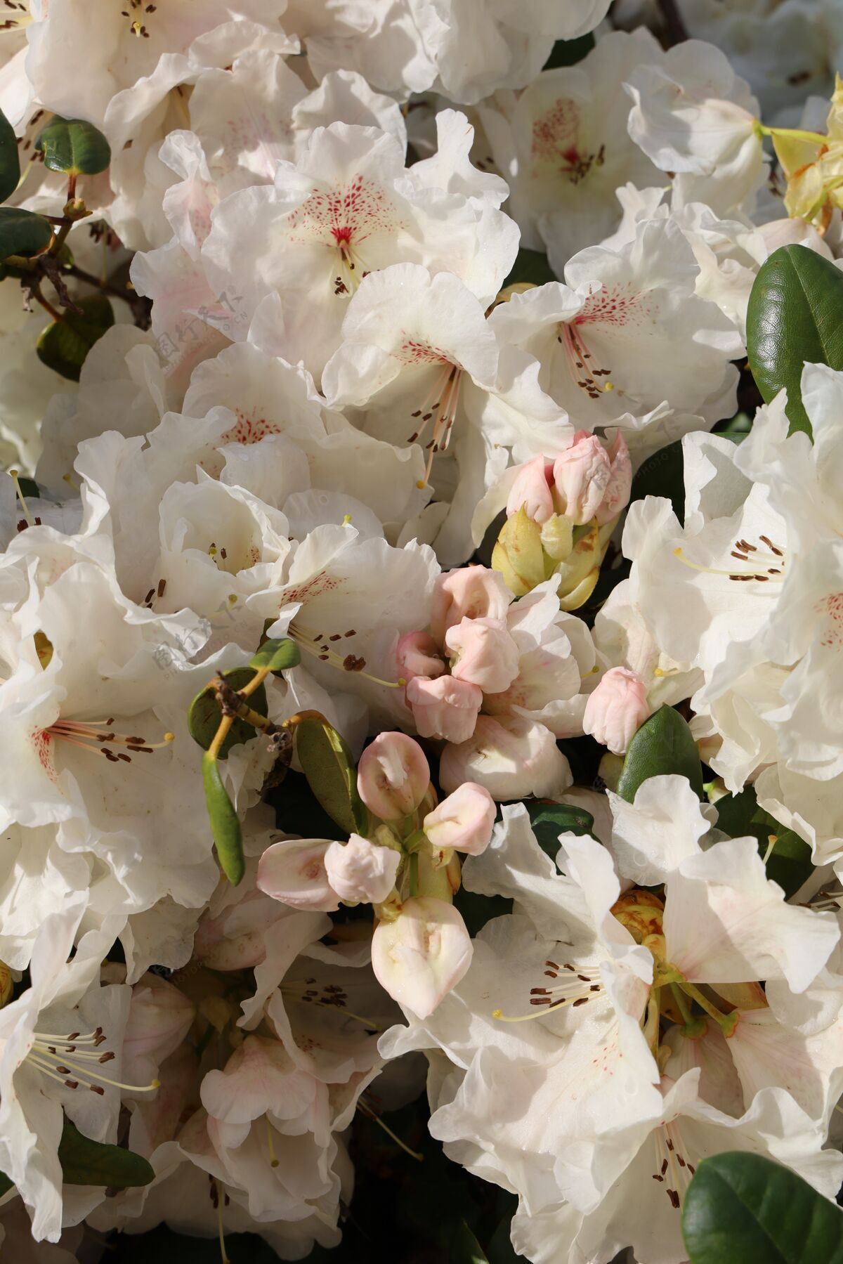 叶白色杜鹃花的垂直特写镜头美丽美丽花