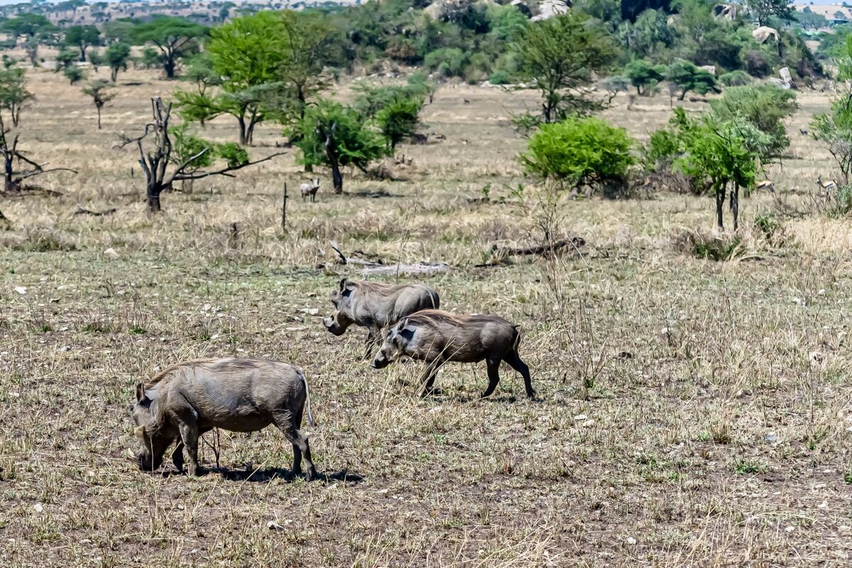 野生动物美丽的非洲普通疣猪在草地上发现的照片树非洲雄性