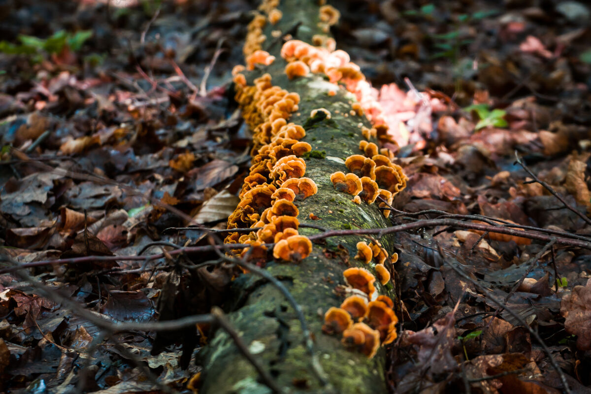 春天森林里一棵长满真菌的圆木的特写镜头背景细节苔藓