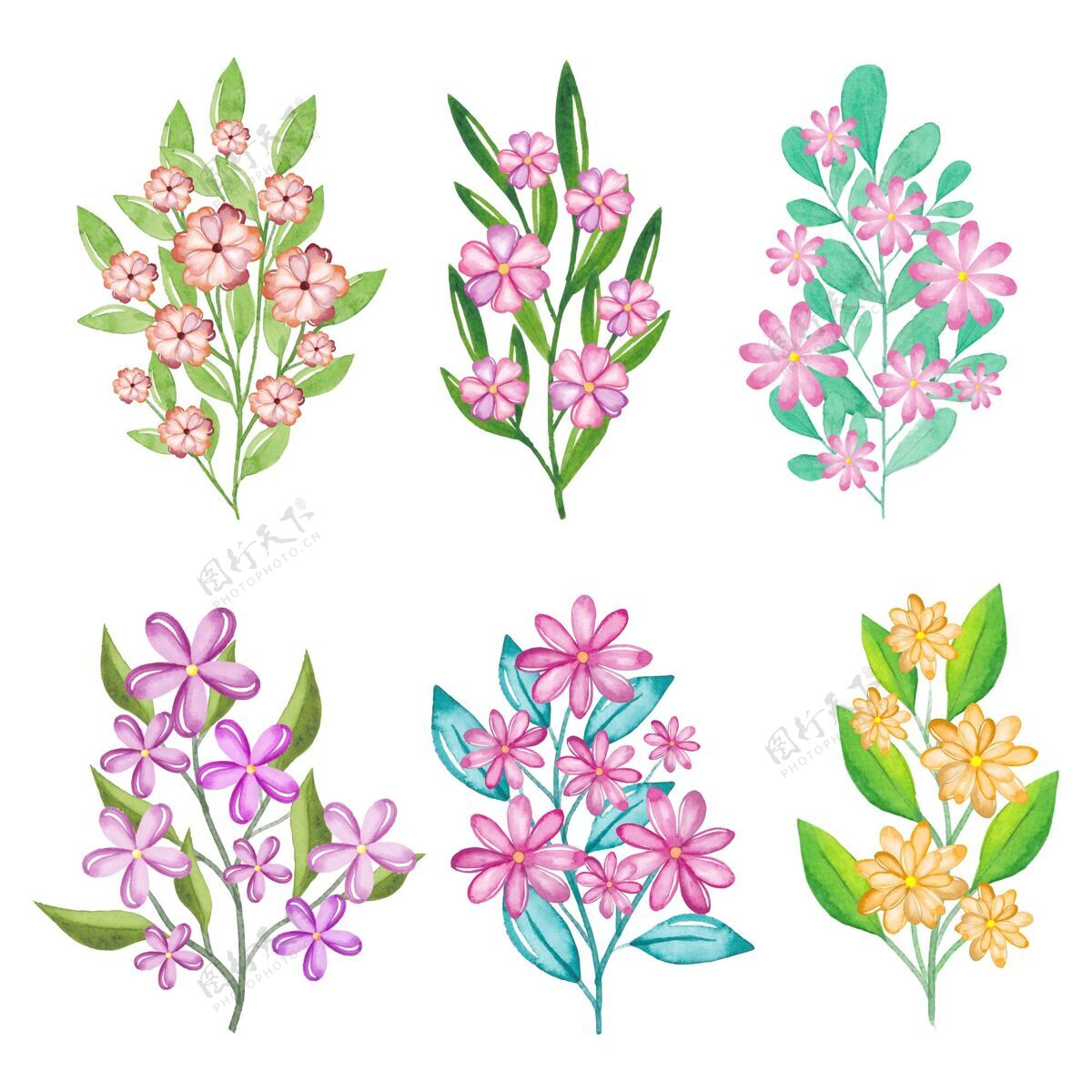 自然手绘水彩花卉收藏花卉收集分类水彩画