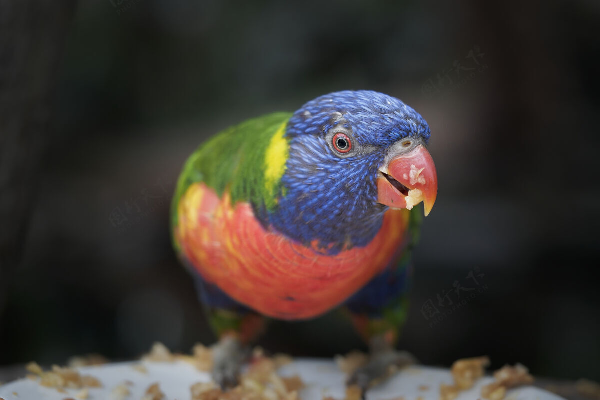 明亮多色变色龙选择性聚焦拍摄动物自然专注