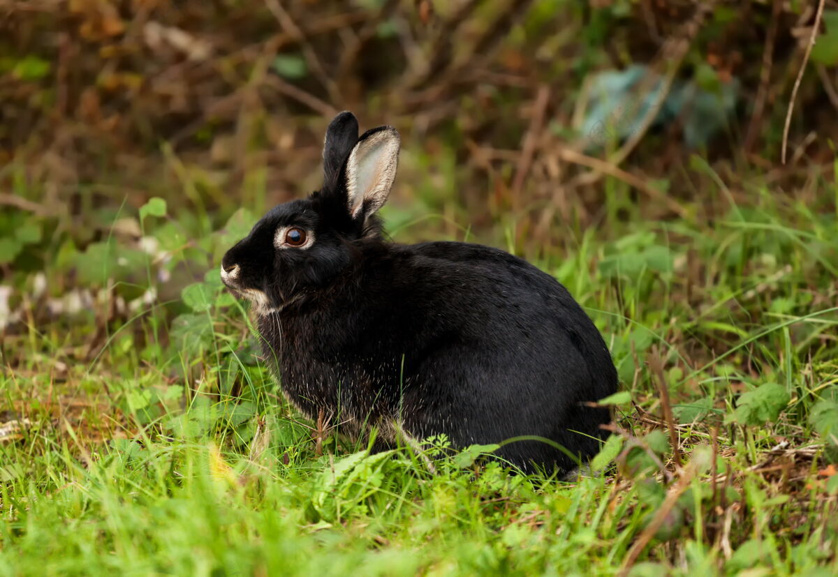 兔子森林里有一只漂亮的黑兔子啮齿动物小狗小