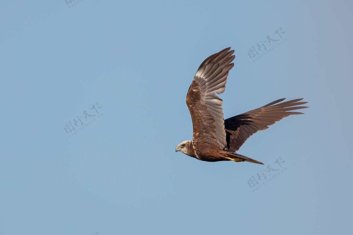 喙红尾鹰在晴朗的蓝天下飞翔动物秃鹫鸟
