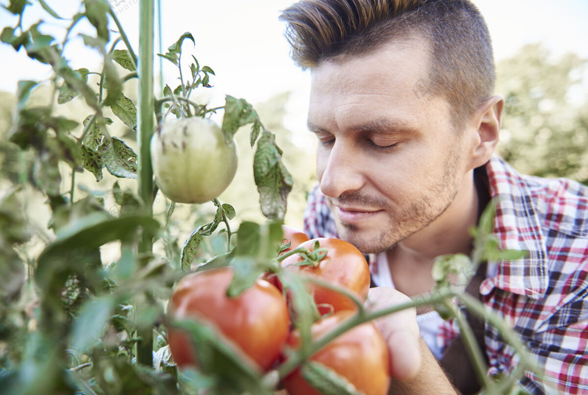 年轻特写这个男人在看他的番茄头园艺庄稼快乐