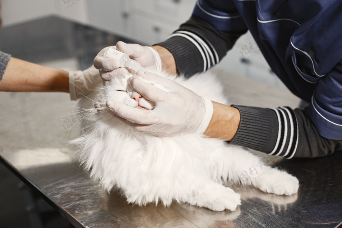 护理躺在沙发上的白猫戴着手套的兽医猫的眼睛不舒服护士检查医院
