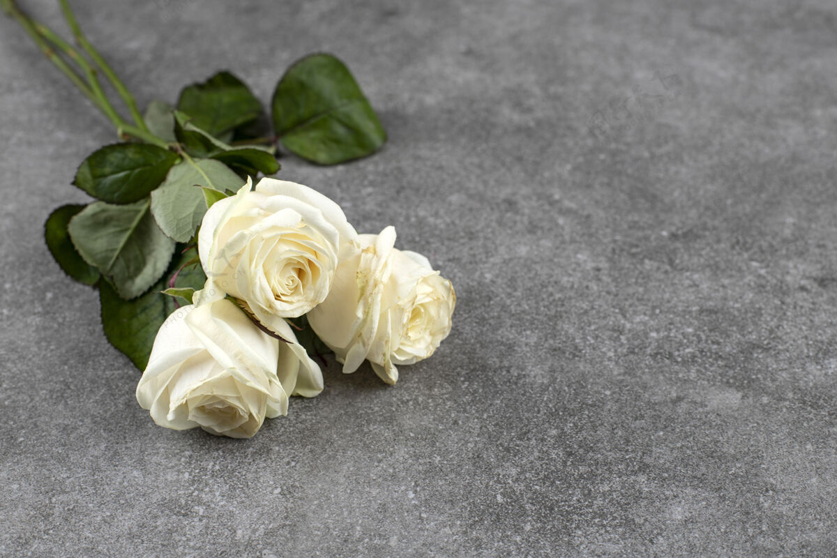 开花一束美丽的白玫瑰放在大理石上可爱美丽花