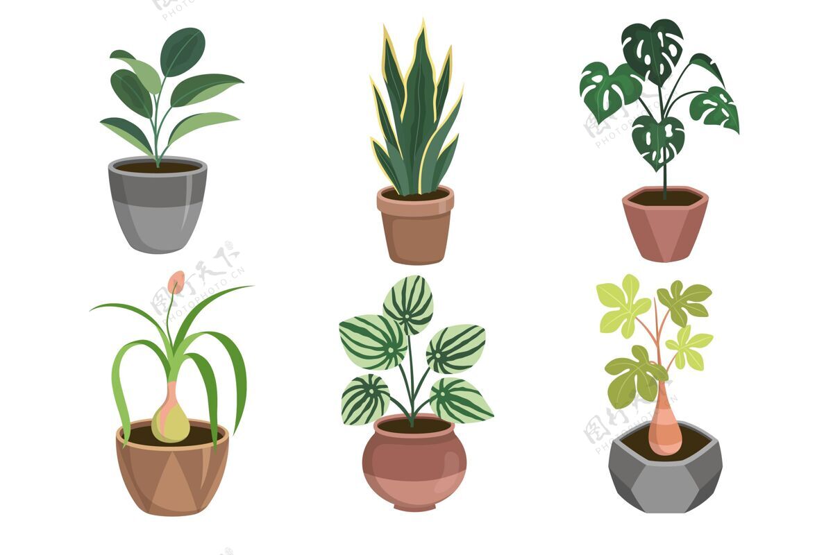 室内植物有机平面设计室内植物系列植物收藏有机平面设计