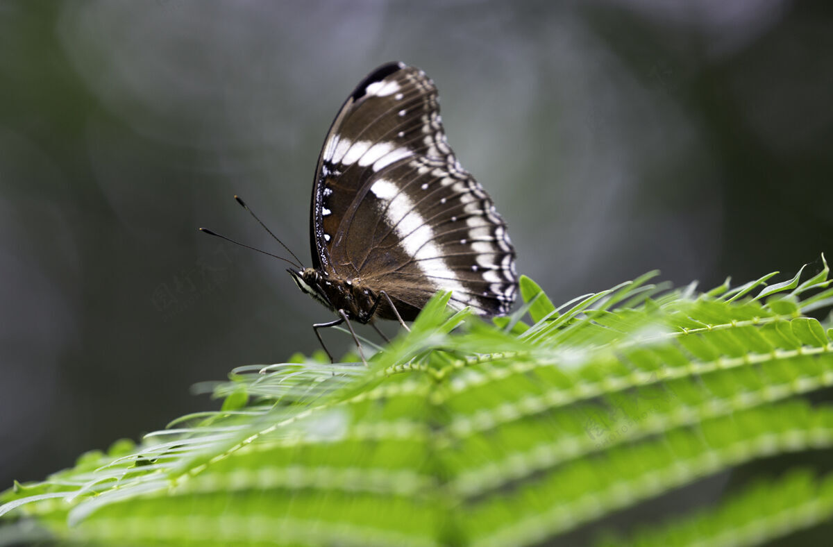 树叶在树叶上休息的白色和棕色的小蝴蝶自然野生动物热带