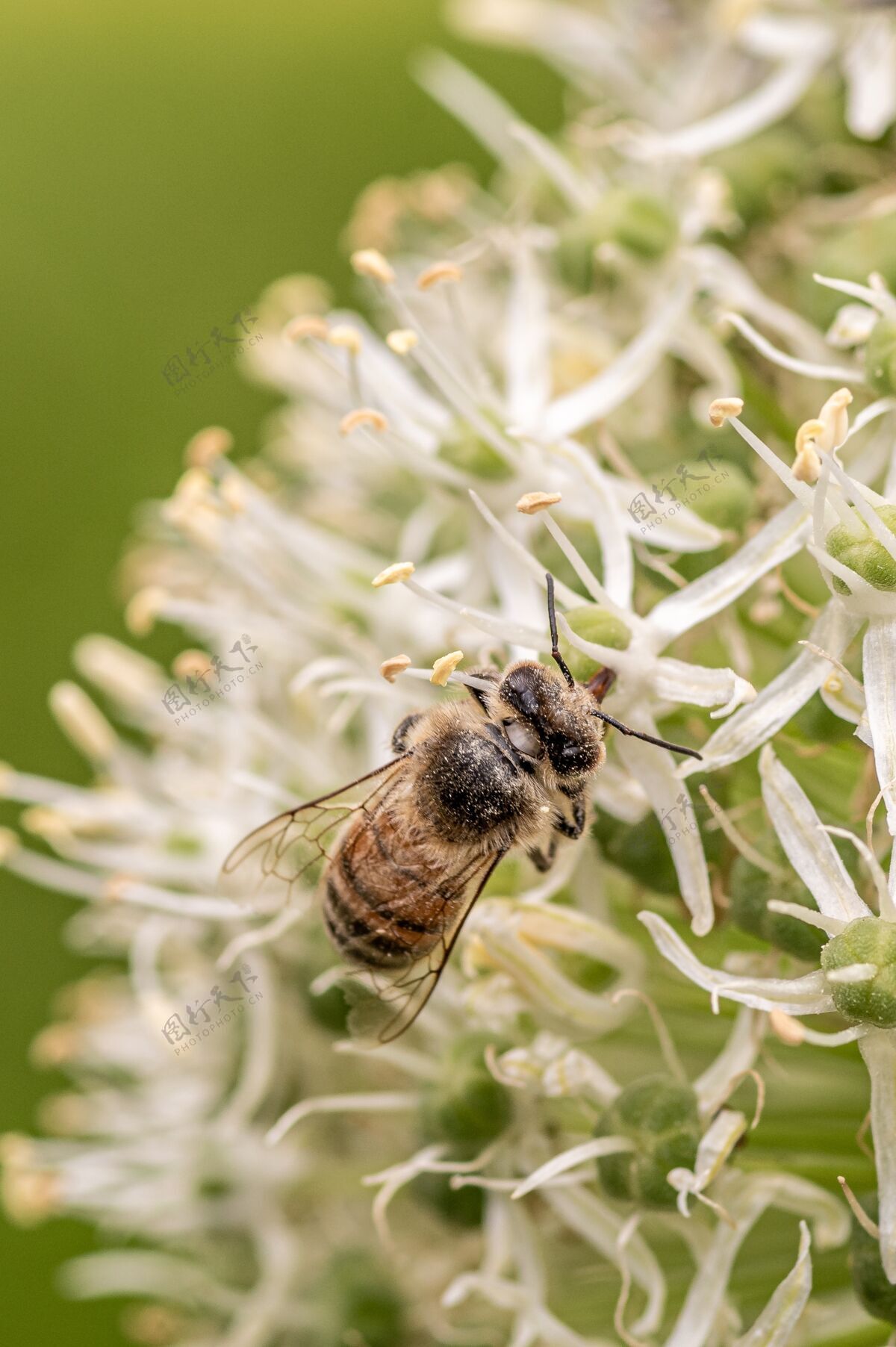 芽蜜蜂在美丽的白花上的特写镜头花瓣图案叶