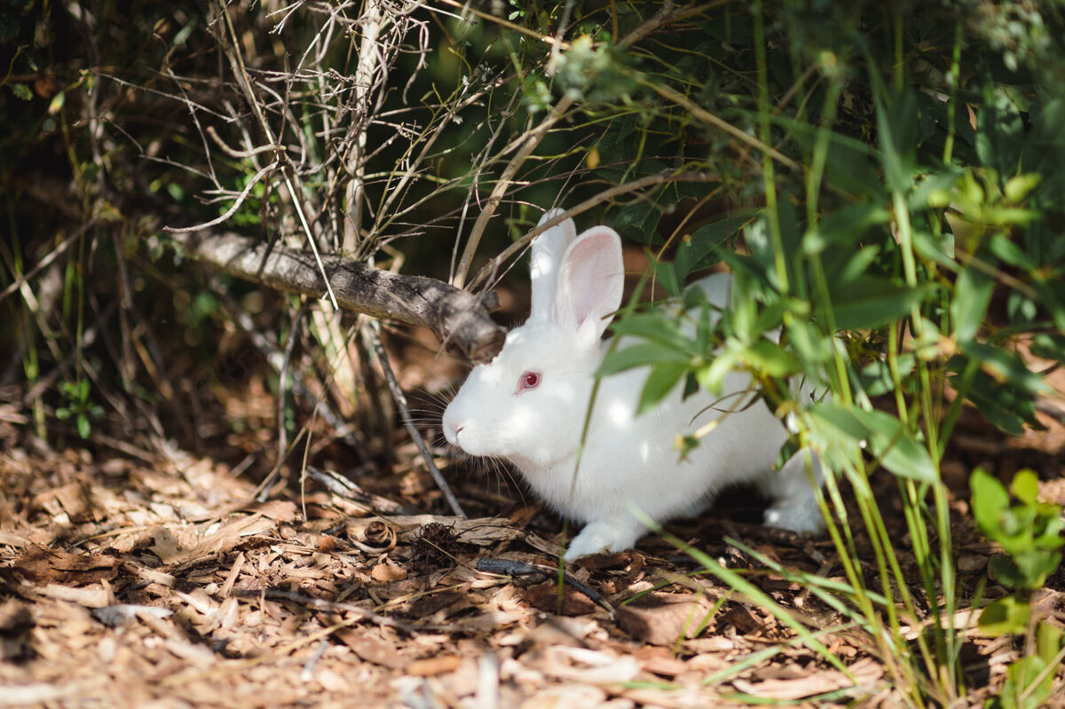 啮齿动物大自然中的白兔兔子哺乳动物野兔