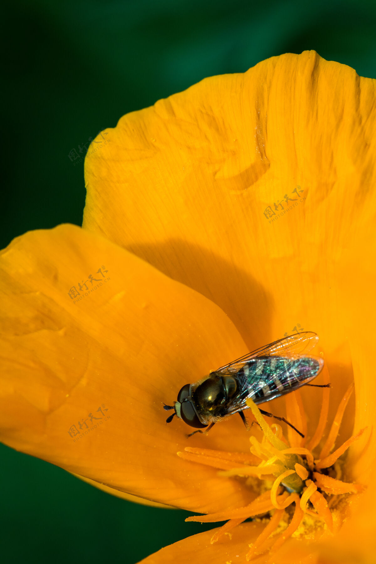 蜜蜂黄花上的黑黄蜂罂粟花昆虫