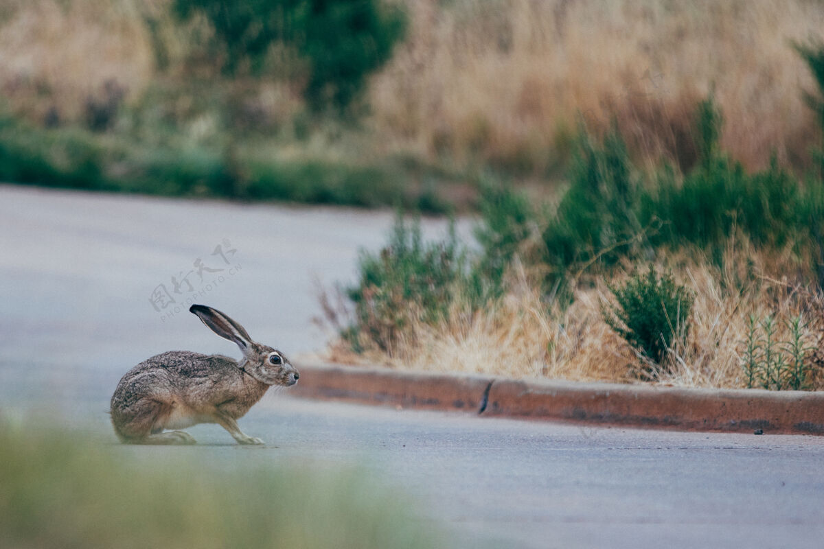花朵棕色和黑色兔子选择性聚焦在绿色草地附近的灰色道路上兔子兔子啮齿动物