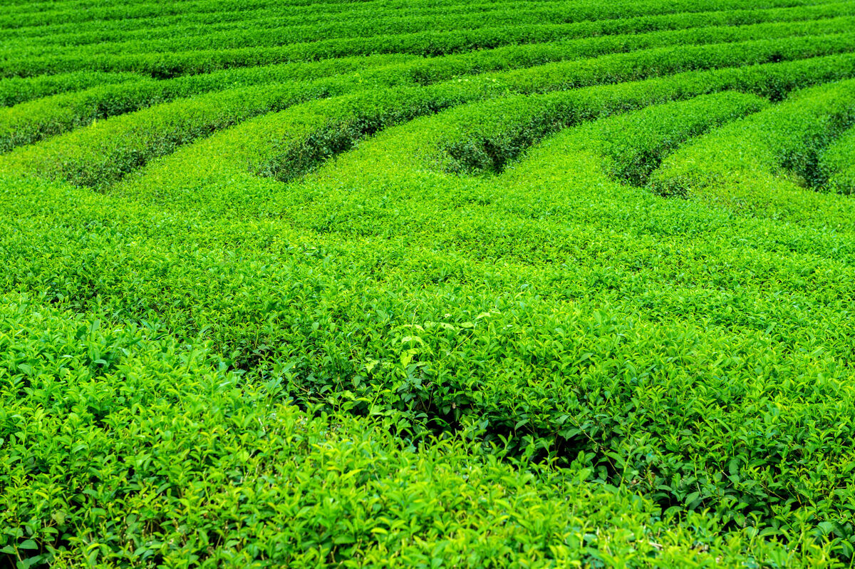 土地绿茶芽和叶子早上的绿茶种植园自然背景花园山充满活力