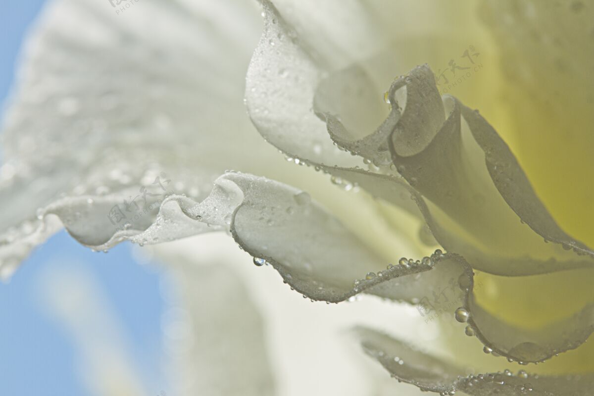 花特写镜头美丽的白色花瓣铃铛花孤立宏观花瓣芽
