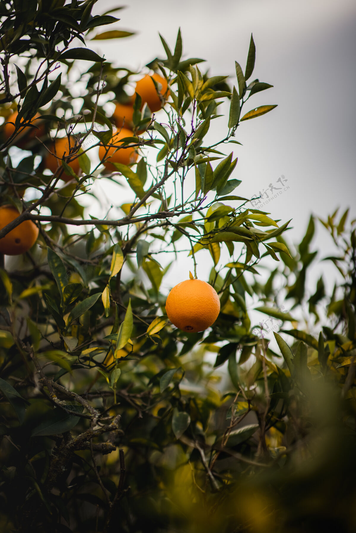 水果白天树上有桔子葡萄柚农产品食物