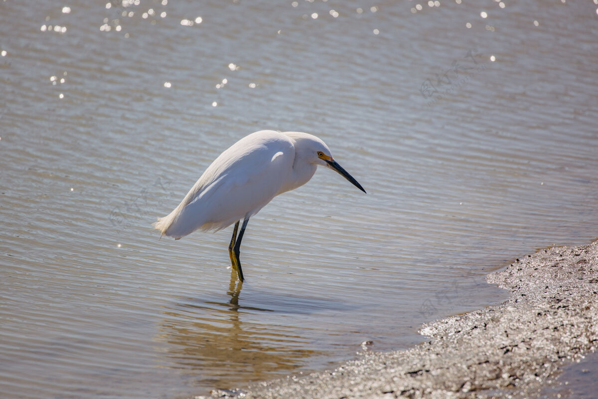 鹳白天在水体附近棕色沙滩上的白鸟水鸟水禽