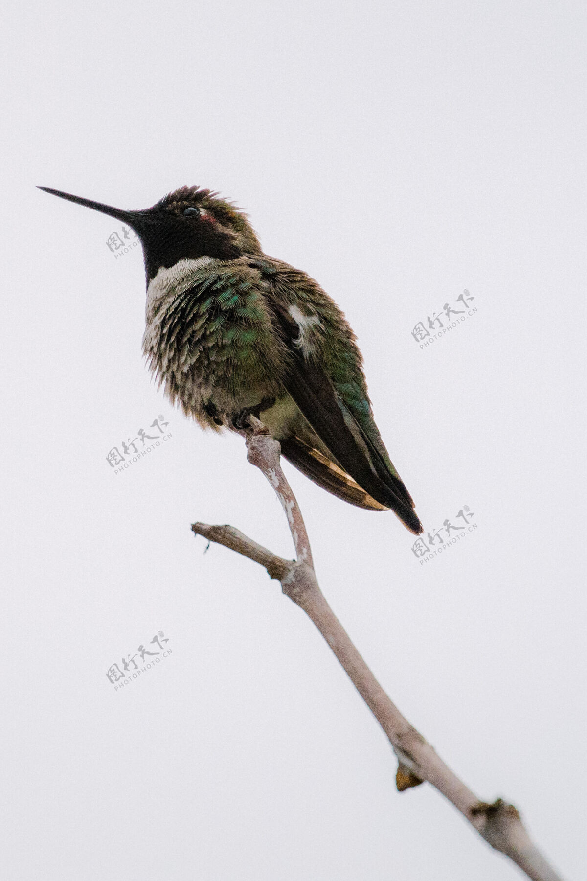鸟绿色和黑色的蜂鸟喙翅膀动物