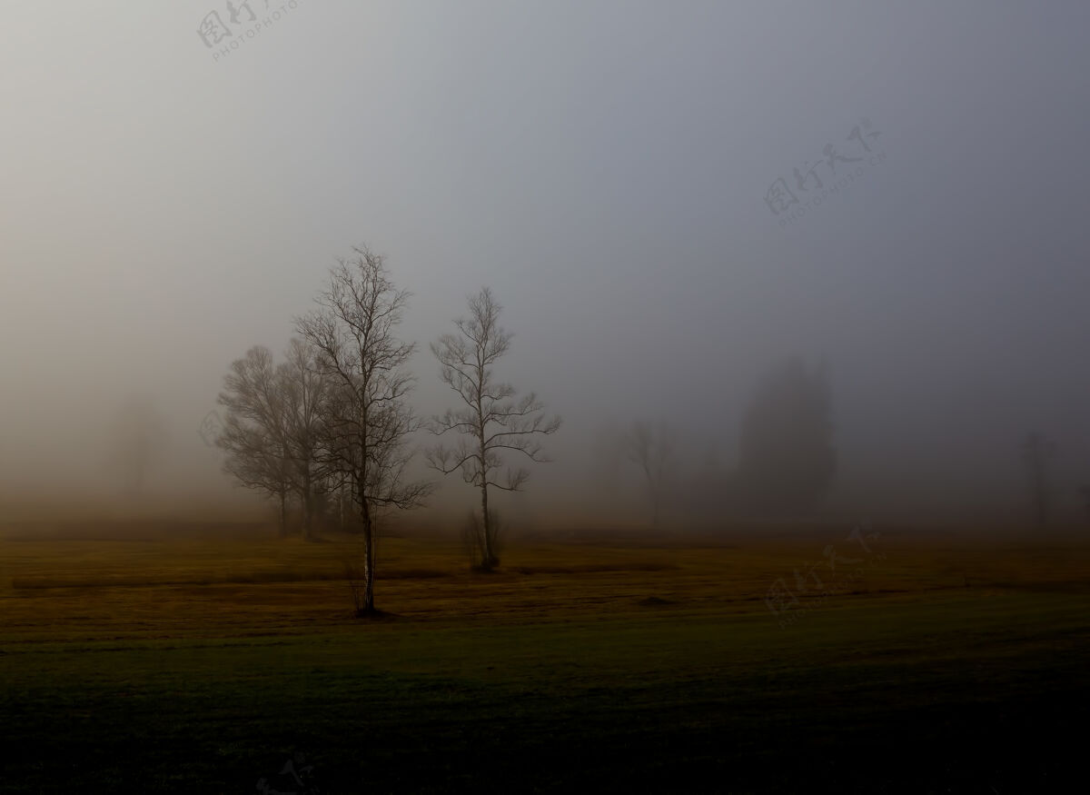 自然光秃秃的树被雾覆盖了树风景雾