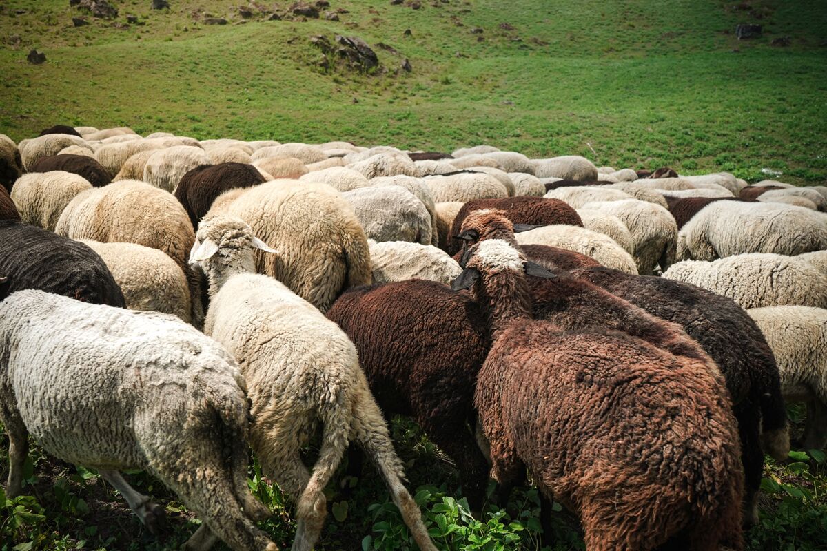 光羊在绿地里吃草春天新鲜草地