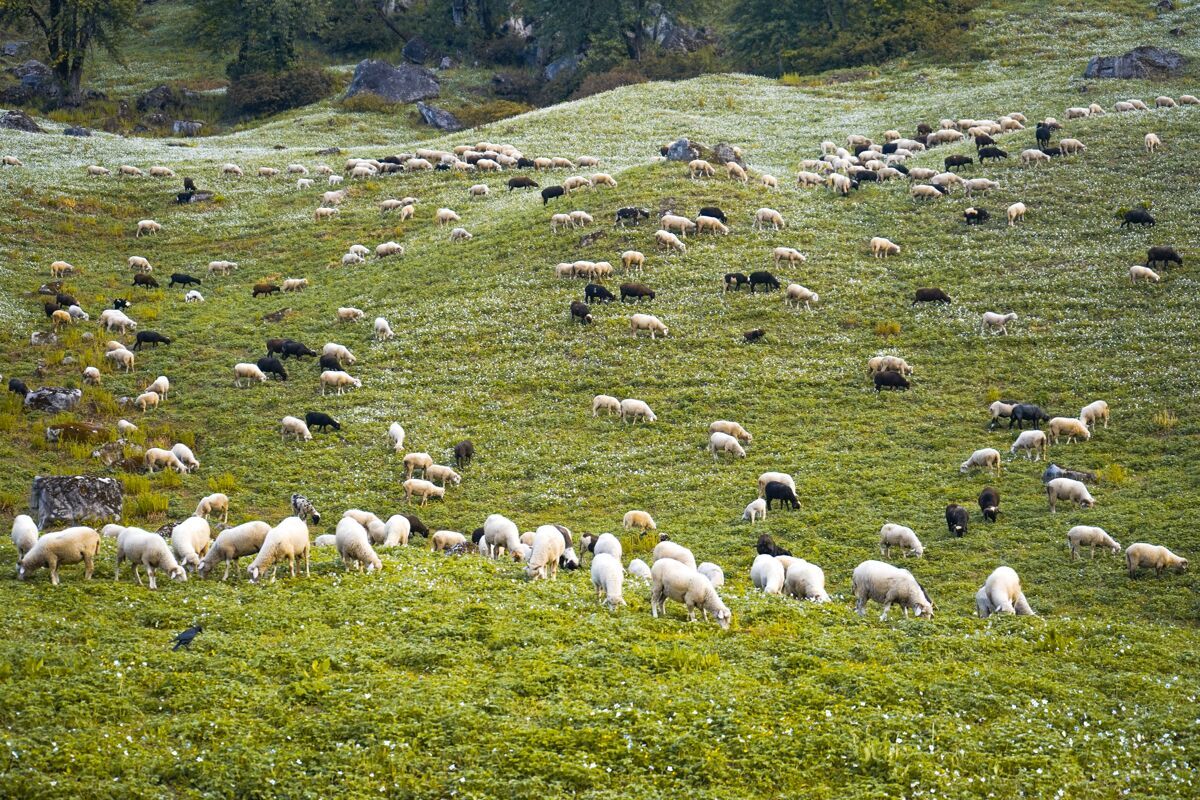 春天羊在绿野里吃草环境阳光季节