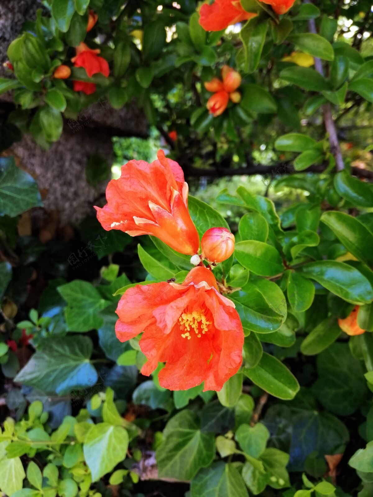 背景特写镜头美丽的红色caesalpinia花在花园里纹理花花园